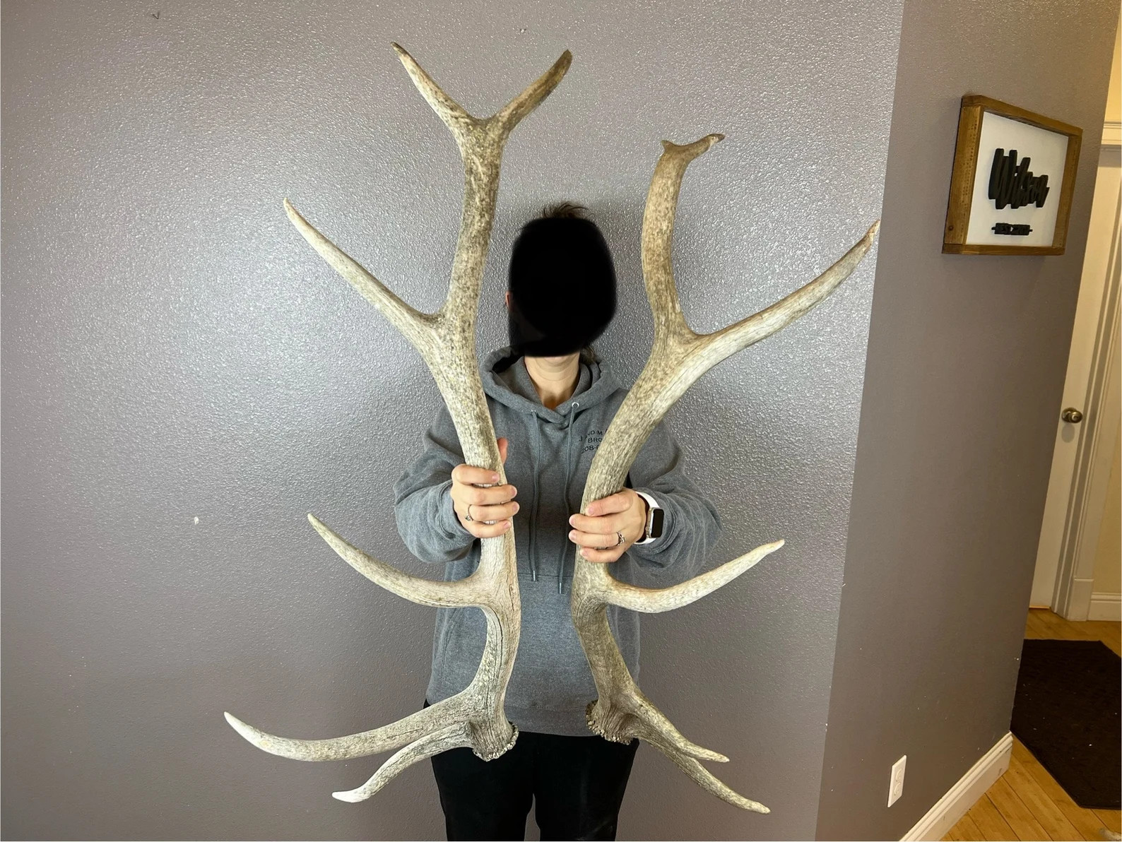 Two Chalk Elk Antlers 6pt Sheds WILD IDAHO Horns Rustic Decor | Etsy (US)