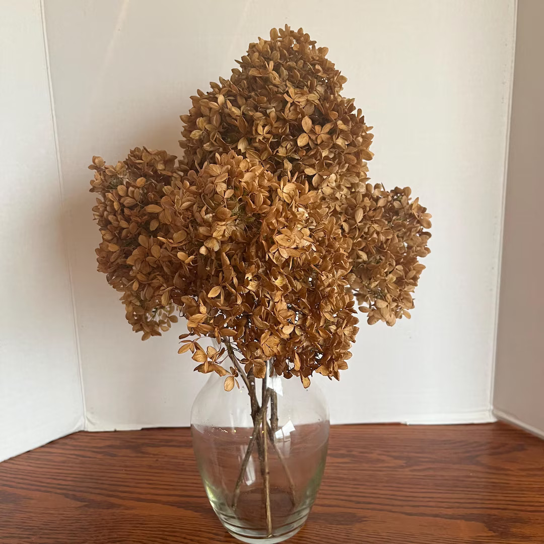 Dried Limelight Hydrangea Flowers -very Rustic - Etsy | Etsy (US)