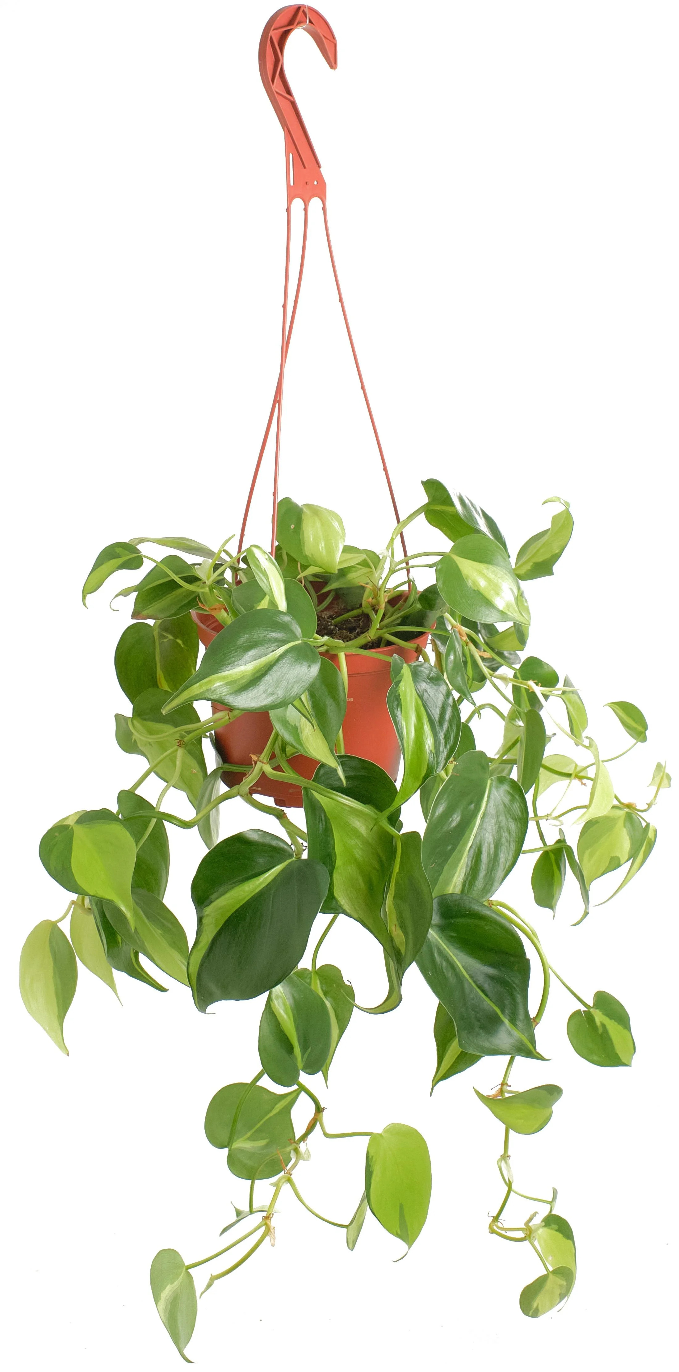 Shop Succulents Philodenron Brasil 6" Live Hanging Indoor Plant in Nursery Pot | Walmart (US)