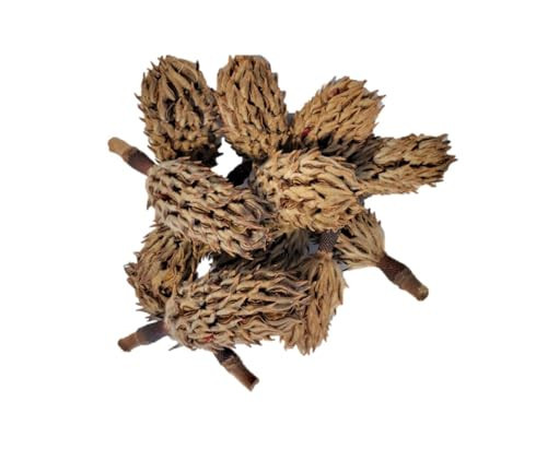 Magnolia Seed Pods, 12 Pack for Bioactive Enclosures, Terrariums, Aquariums, Reptiles, Amphibians, Isopods | Amazon (US)