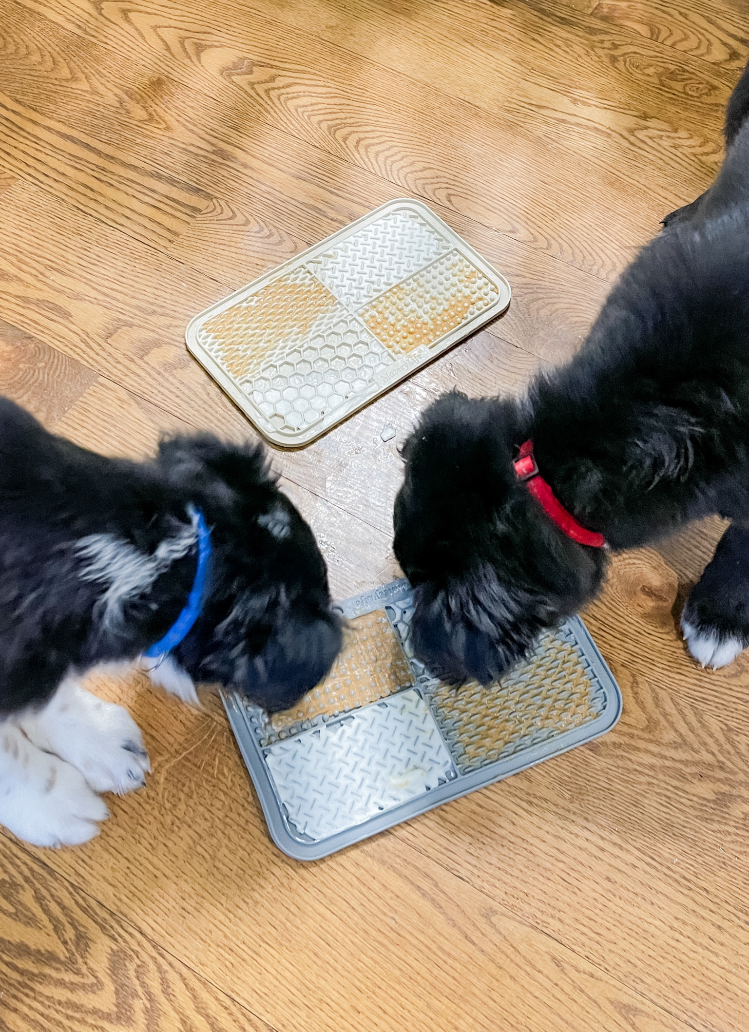 Dog Lick Mats ** make sure to click FOLLOW ⬆️⬆️⬆️ so you never miss a post ❤️❤️

📱➡️ simplylauradee.com

