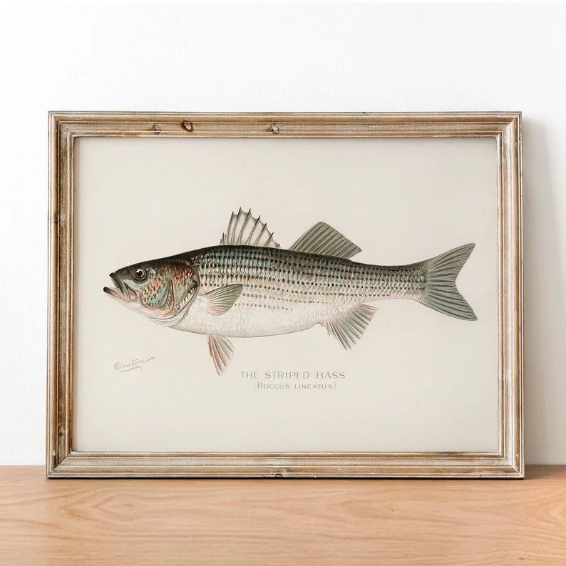 Striped Bass Fish Print Vintage Fishing Poster Wall Art | Etsy | Etsy (US)