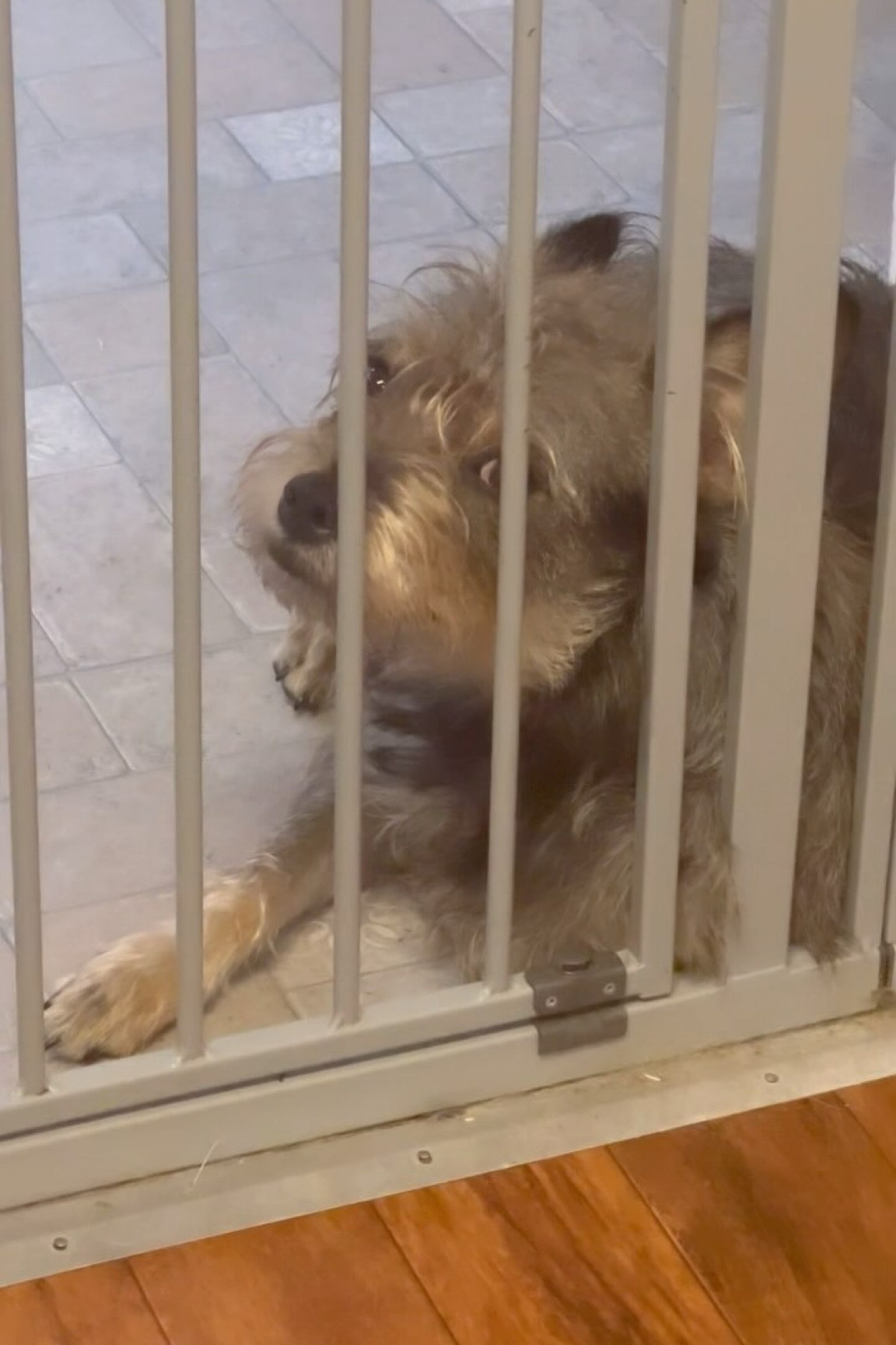 He belongs on an ASPCA commercial

#LTKHome