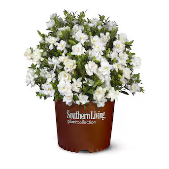 Southern Living Plant Collection Jubilation Gardenia Flowering Shrub in 2.5 -Quart Pot 1 -Pack wi... | Lowe's