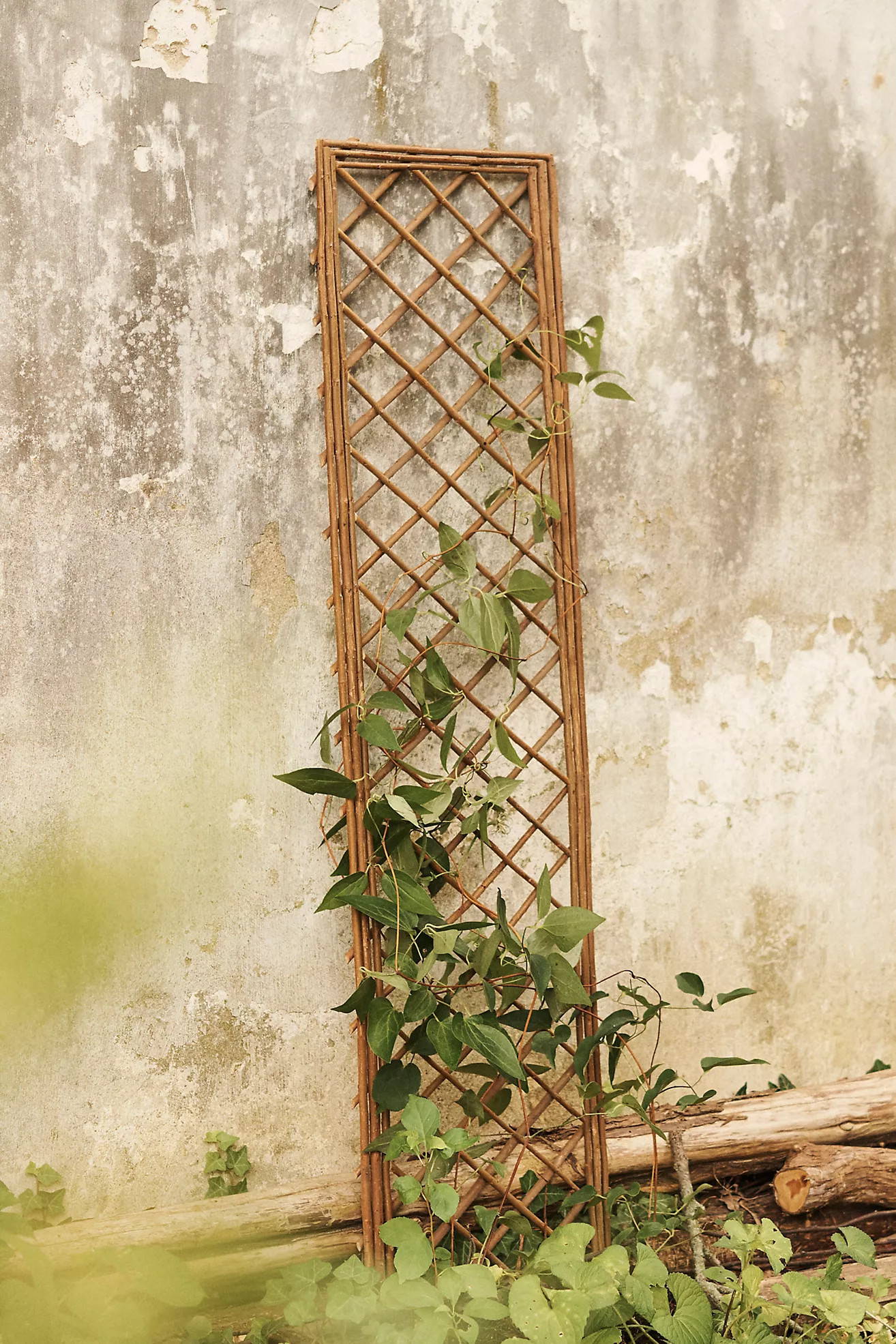 Rectangle Willow Trellis, Small | Terrain