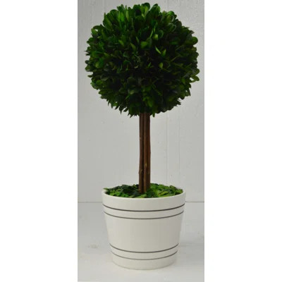 Ball Boxwood Topiary in Planter | Wayfair North America