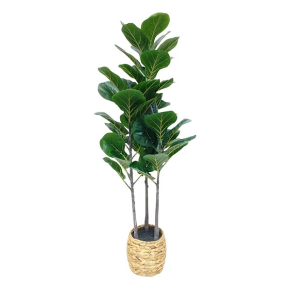 Fig Fiddle Tree in Basket, 4' | At Home