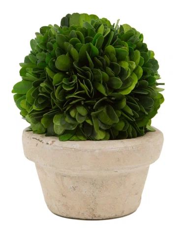 Boxwood Ball Topiary in Pot | Wayfair North America