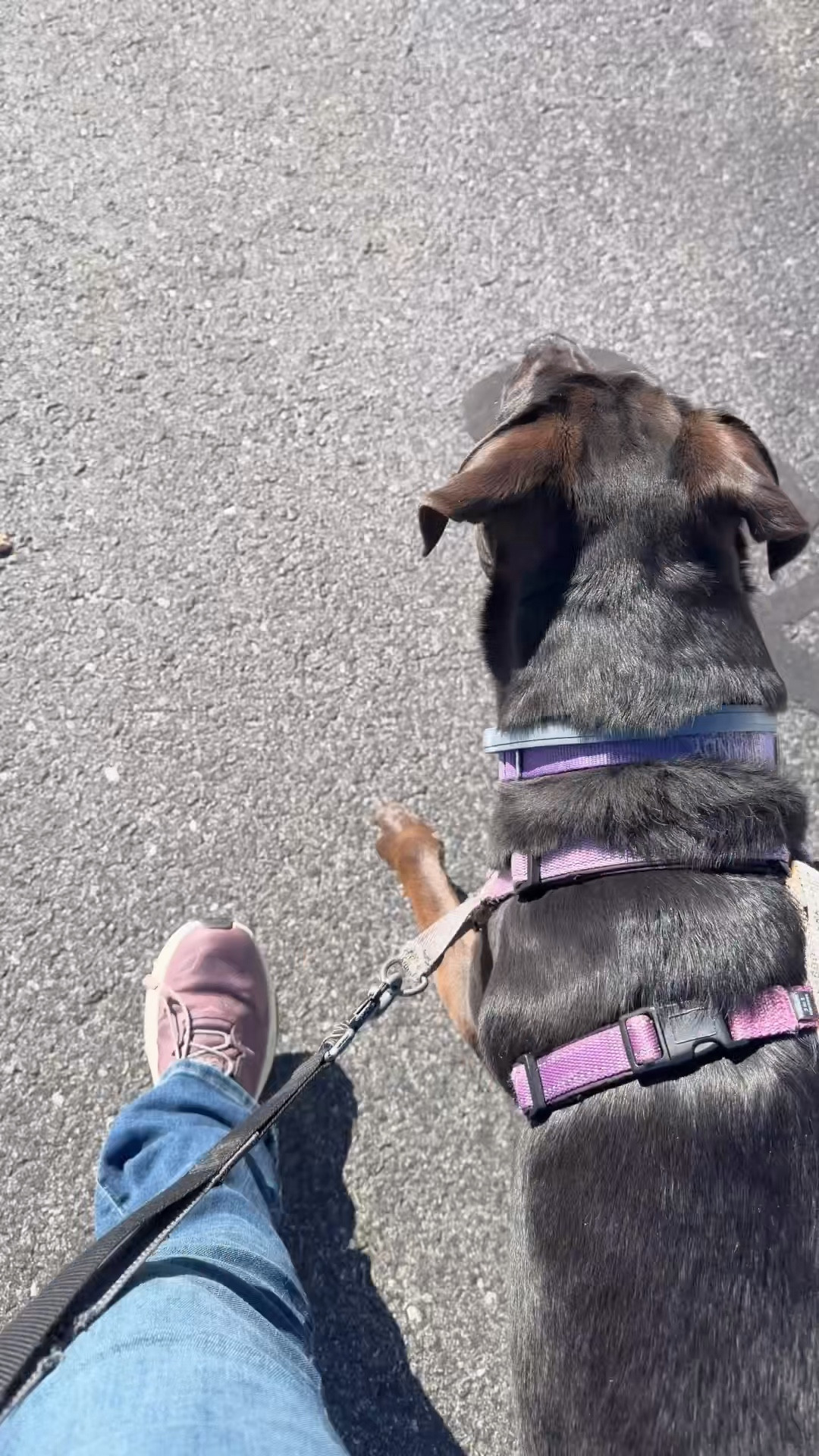 My dad used to say "If you don't like the weather in New England, wait a day!" Yesterday snow & ice covering everything. Today? Sunshine, birds & walking in a sweatshirt!  Everyone asks about this dog lead when we are walking our pups - love the collar too- has her name and our phone # on collar 
#advicefromdad #newengland #getoutside #walkyourdog

#LTKActive #LTKspring #LTKootd