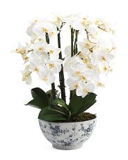 Orchid Phalaenopsis In Ceramic Pot | TJ Maxx