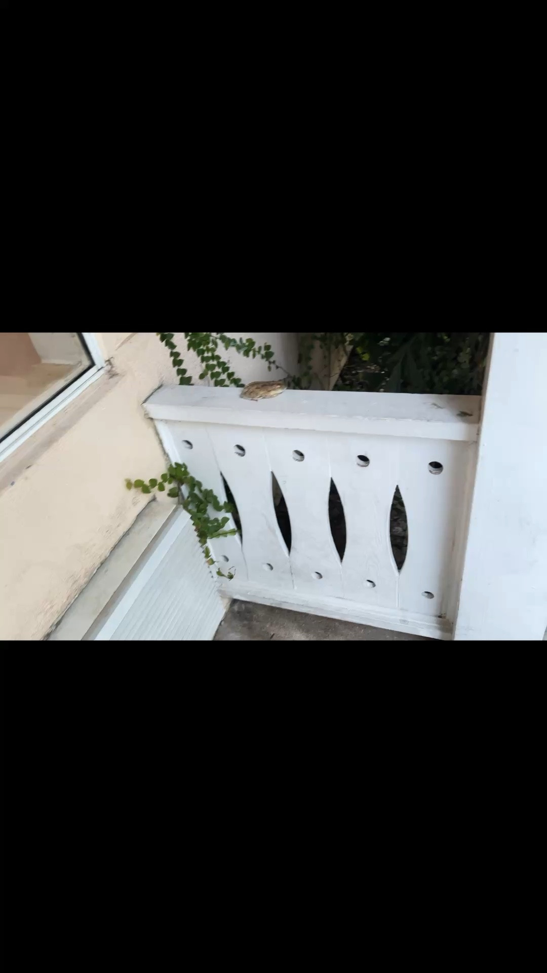 I met a frog! 

#LTKvlog #LTKdayinmylife #LTKTravel