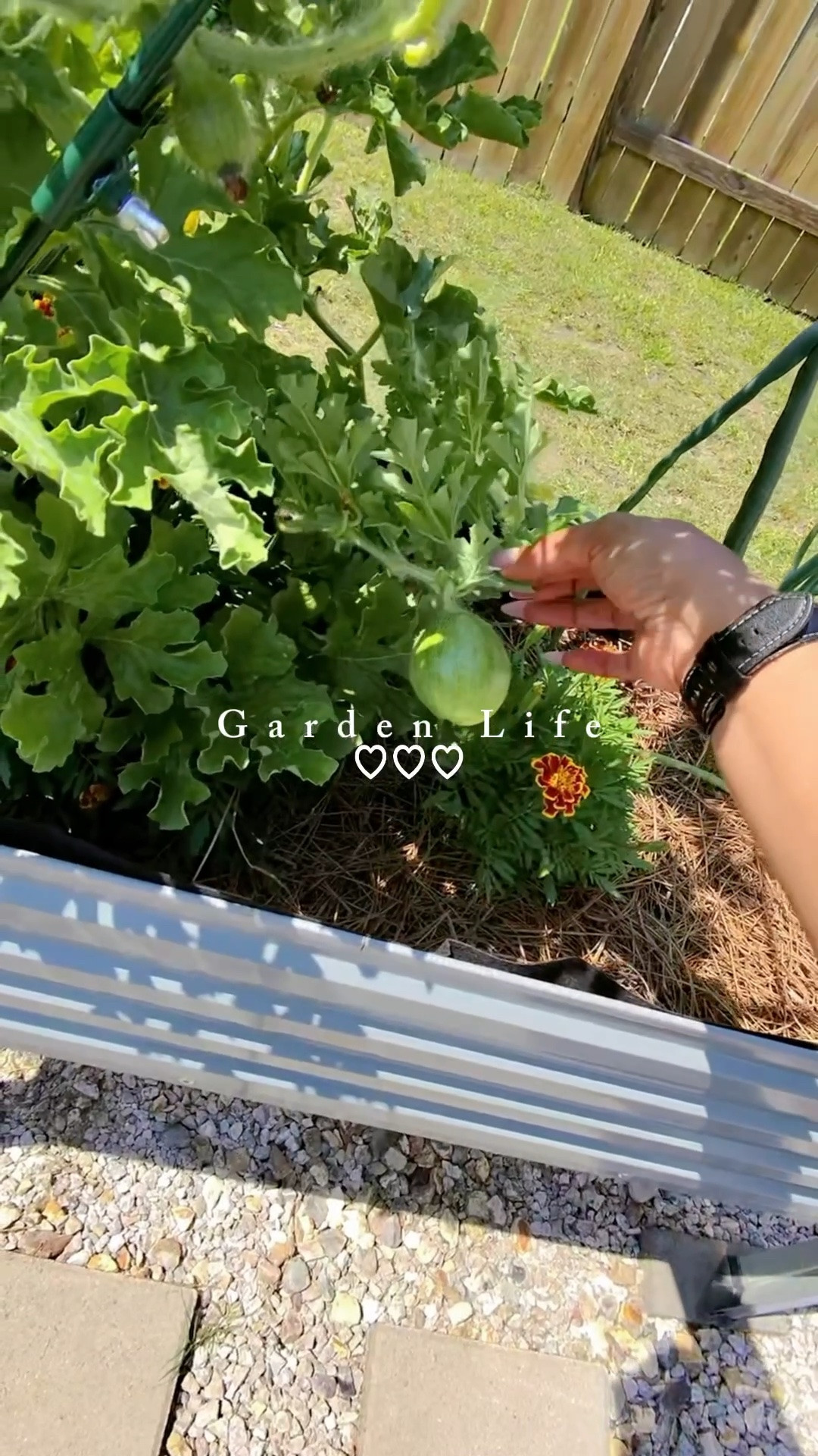 POV: You plant a few seeds and suddenly your backyard starts feeding you 🍅🌶️🍉✨
The bell peppers are finally popping, sugar baby watermelon is growing, and today’s cherry tomato harvest made it straight into my shirt 😂 Plus the marigolds are out here working overtime keeping the garden pretty AND protected. Gardening this year has been SO rewarding. 🌱

#GardenTok #VegetableGarden #HomeGarden #GrowYourOwnFood #TexasGardening

#LTKdayinmylife #LTKHome