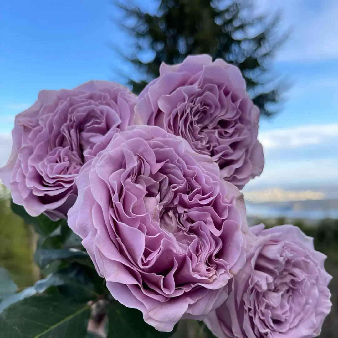 Princess  kaori 香织公主 small Medium plant.1-1. 2 year. | Etsy (US)