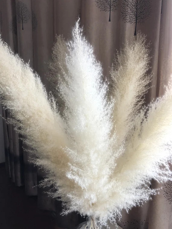 4-5stems ,35-47inch , Beige pampas grass stem,  pampas grass stem, fluffy reed feather grass | Etsy (US)