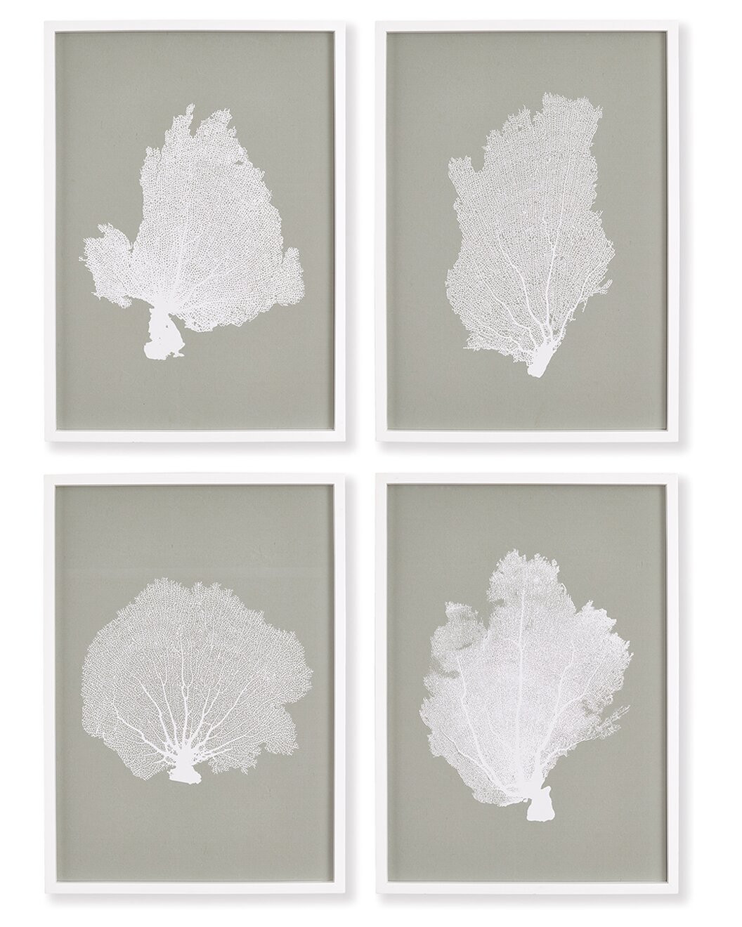 Set of 4 Coral Fans Study Prints | Gilt & Gilt City