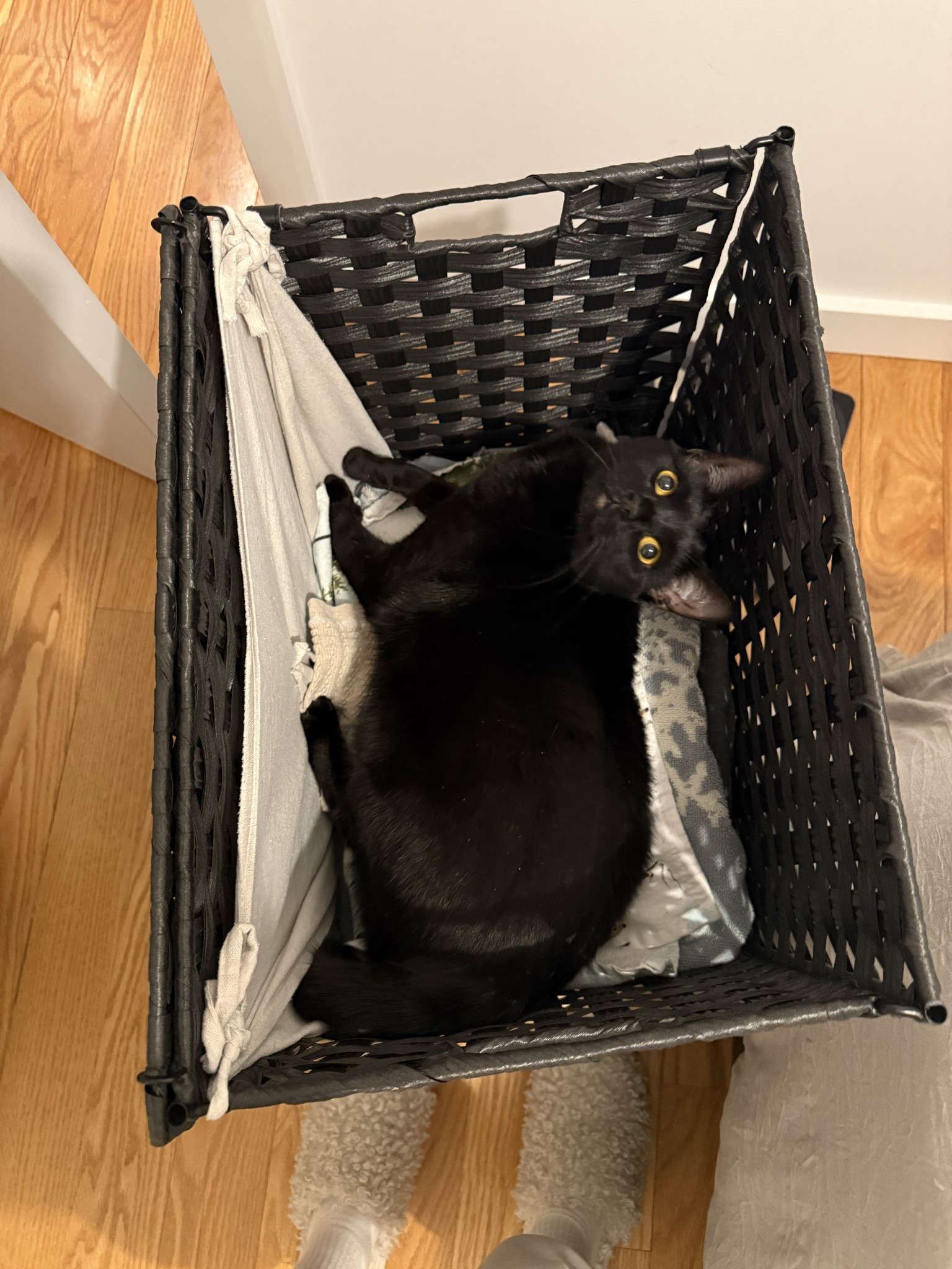 Supervisor of the laundry department 🖤 little things that make home feel happy. #LTKHome #CatMom #CozyLiving

#LTKHome #LTKootd #LTKdayinmylife