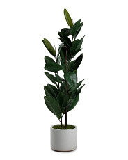 4ft Rubber Tree In Matte Pot | Home | T.J.Maxx | TJ Maxx
