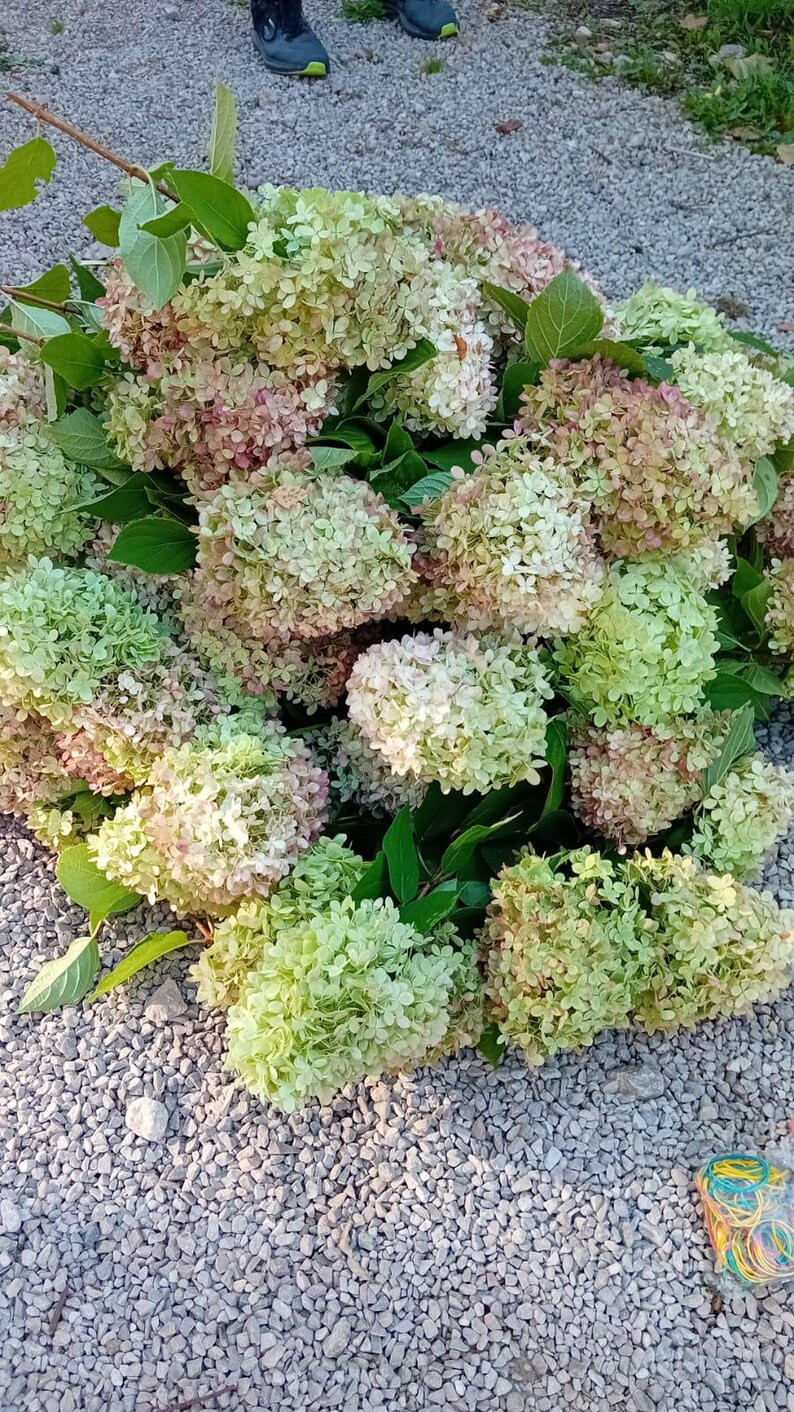 Dried Hydrangeas 7 Stems Natural Pink, Green Bundle Hydrangeas Cottage Bohemian Craft Rustic Flor... | Etsy (US)