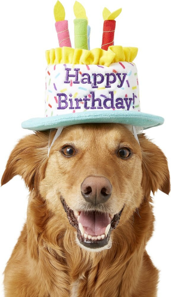 Frisco Birthday Cake Dog & Cat Hat, Medium/Large | Chewy.com