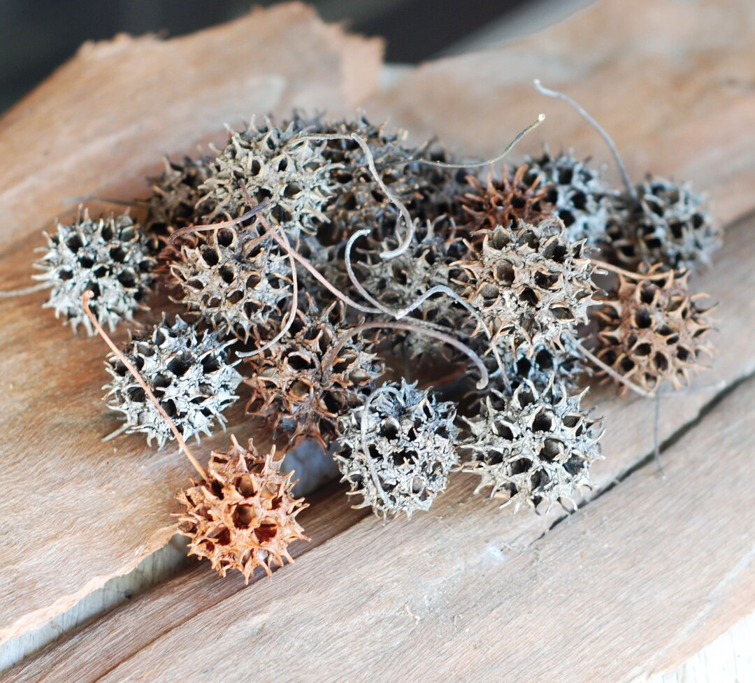 Sweet Gum Pods for Crafting, Wreaths Crafts Potpourri Hobby Ornament Natural Decor Florist Suppli... | Etsy (US)