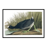 Vintage Black Marsh Bird No. 2 | Urban Garden Prints
