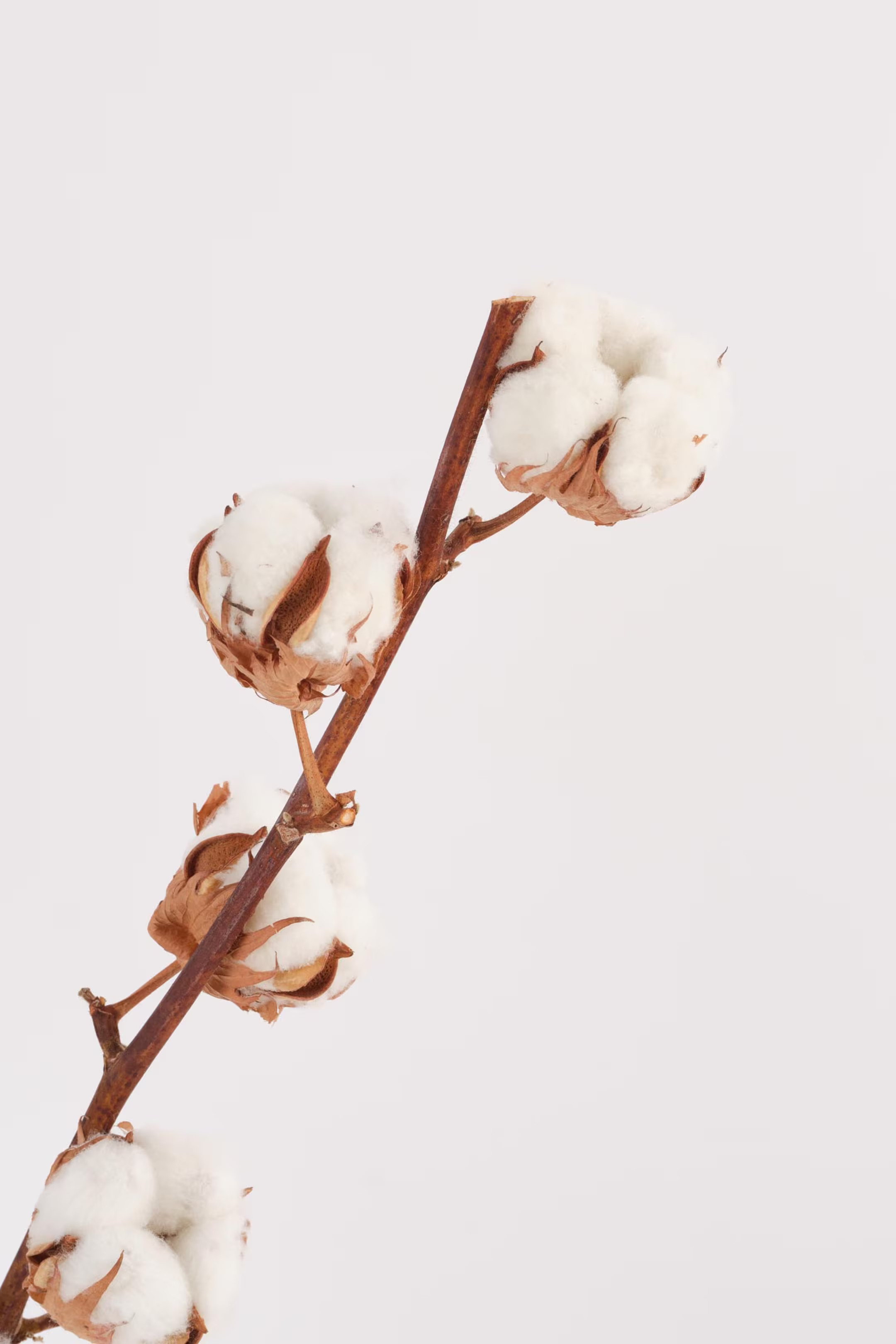 Cotton Branches | H&M (UK, MY, IN, SG, PH, TW, HK)