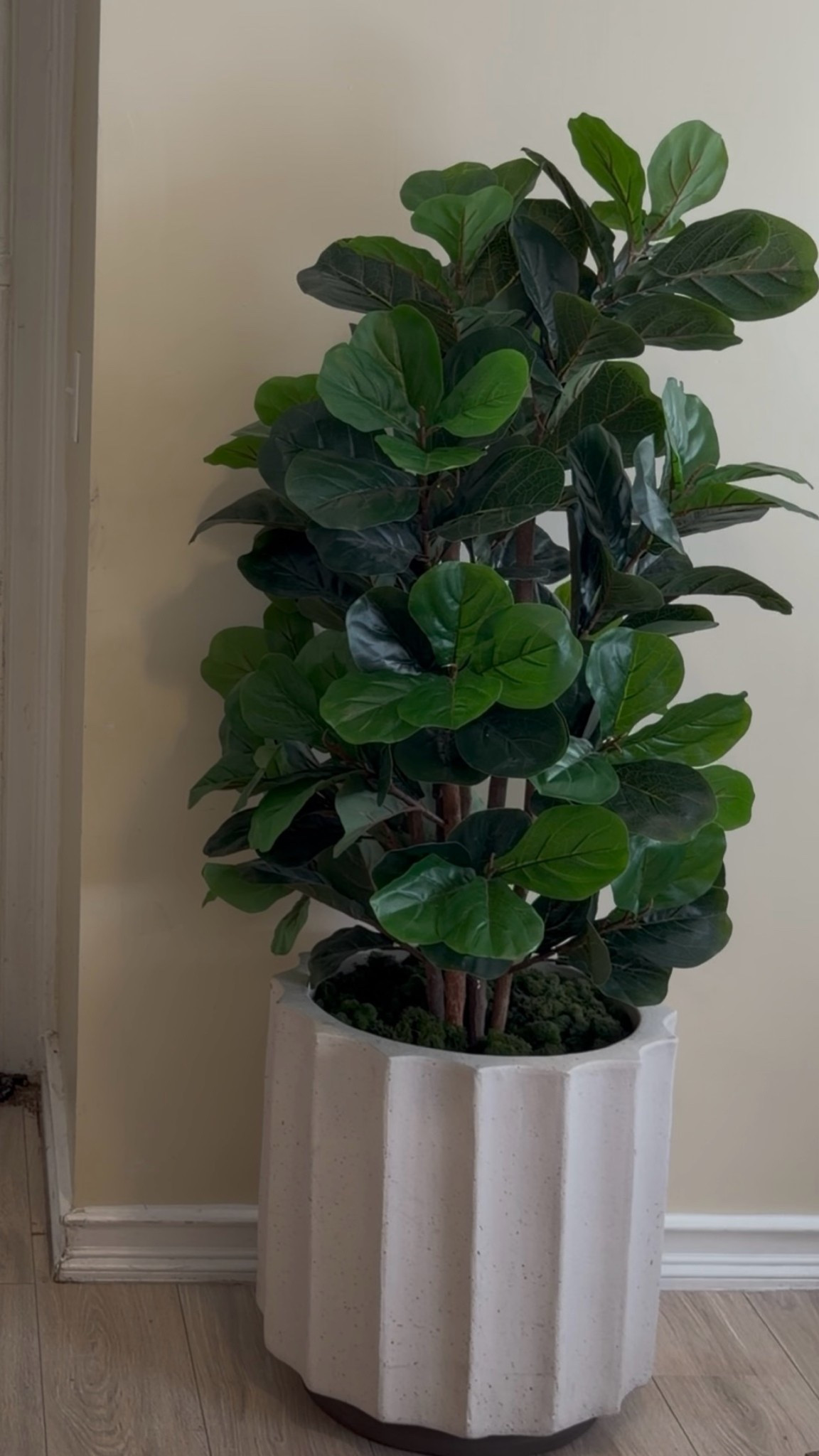 Tree

#LTKHome