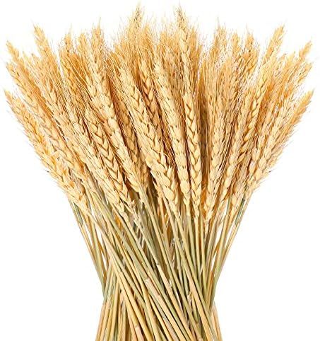 150 Pieces Natural Dried Wheat Stalks Golden Wheat Sheaves Stems Fall Harvest Wheat Bouquet Bunch... | Amazon (US)
