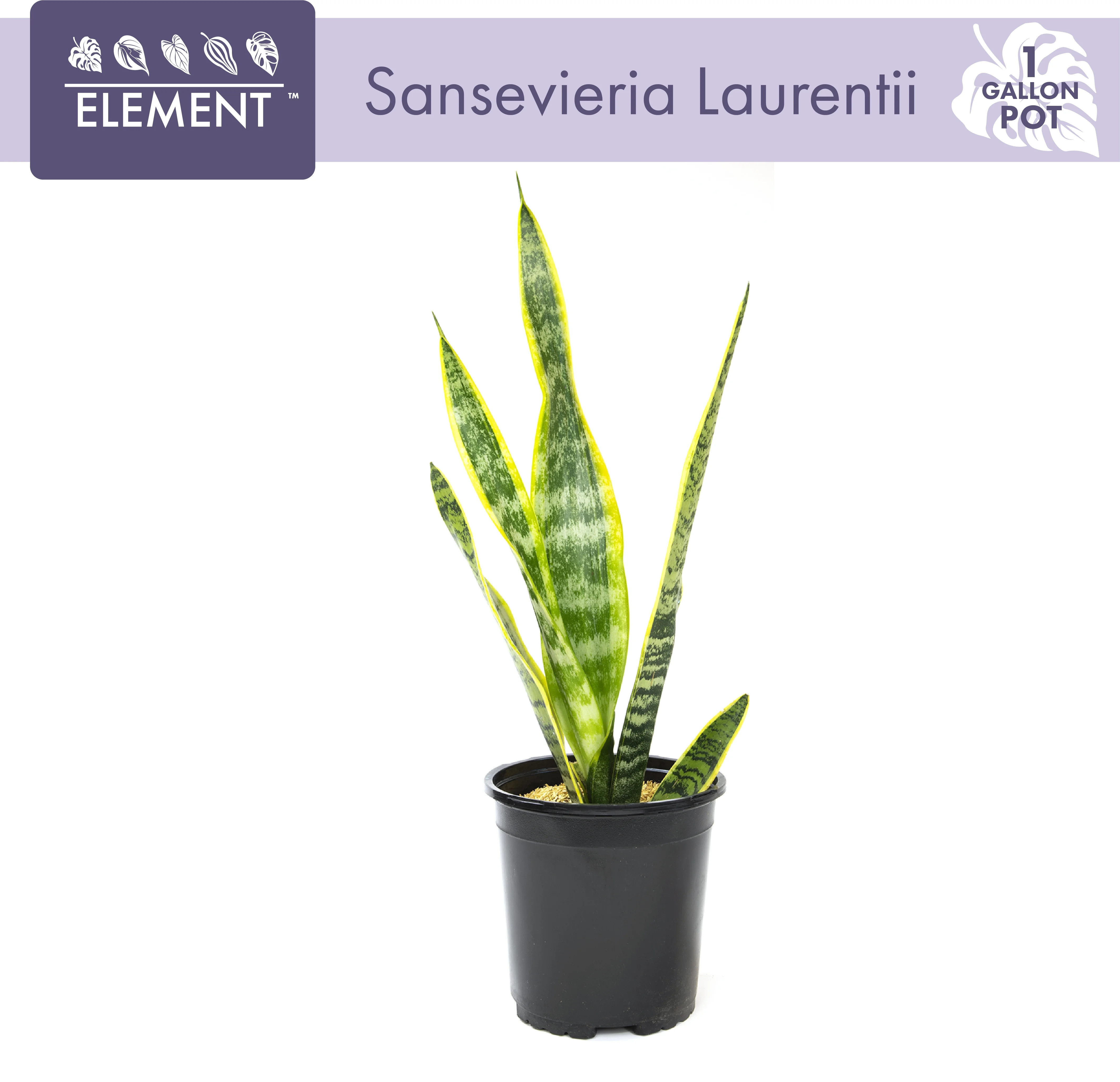 ELEMENT BY ALTMAN PLANTS Easy to Grow Houseplants (12 Pack), Live House Plants, Growers Choice Pl... | Walmart (US)