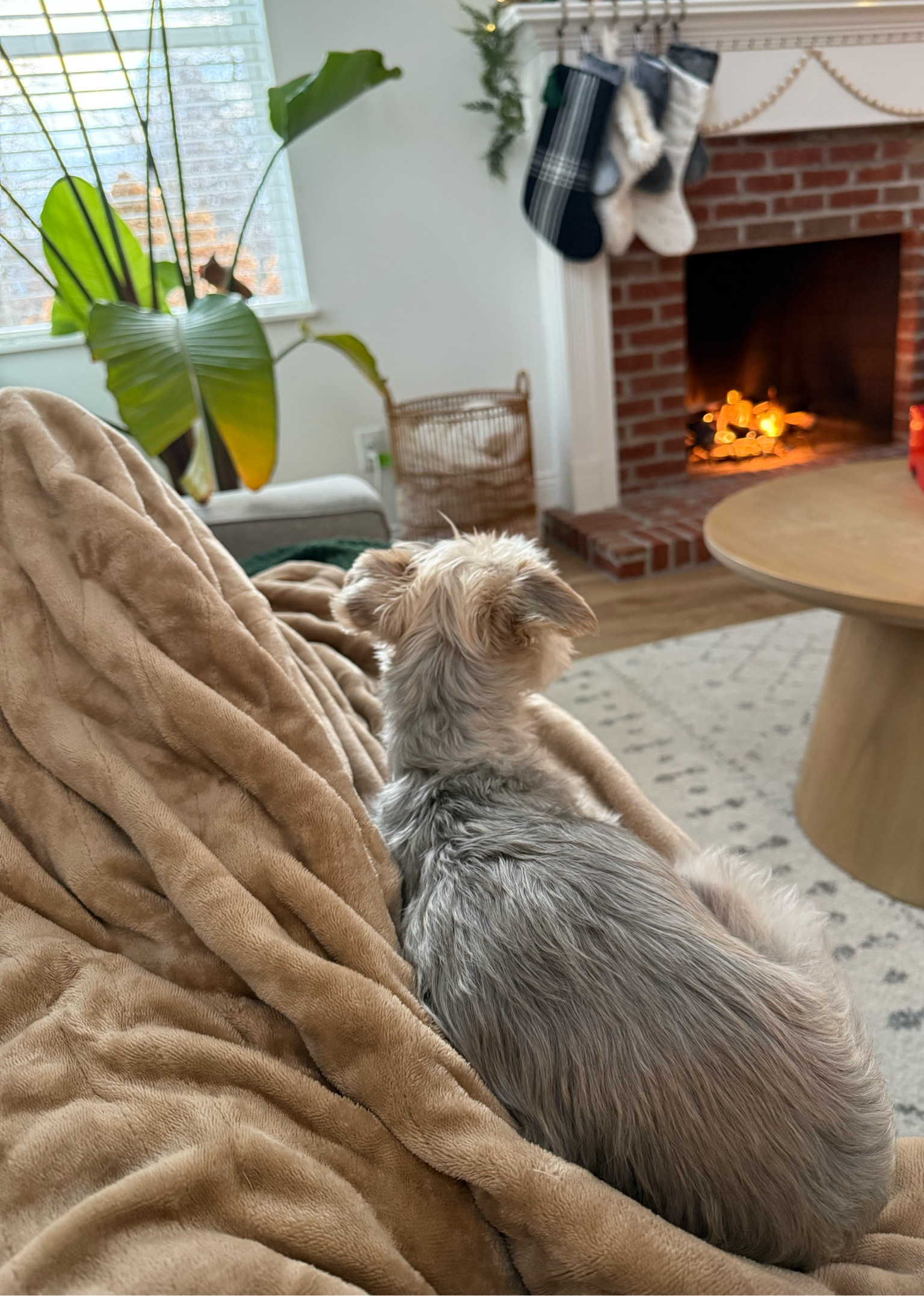 Heated blanket perfect for these cold months. We use it daily!

#LTKFindsUnder50 #LTKGiftGuide #LTKSeasonal