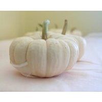 25 Fall Winter Wedding Decor Mini REAL White Pumpkins for Table Decor for late Summer or Fall Weddings Order to Ship for Your Date | Etsy (US)