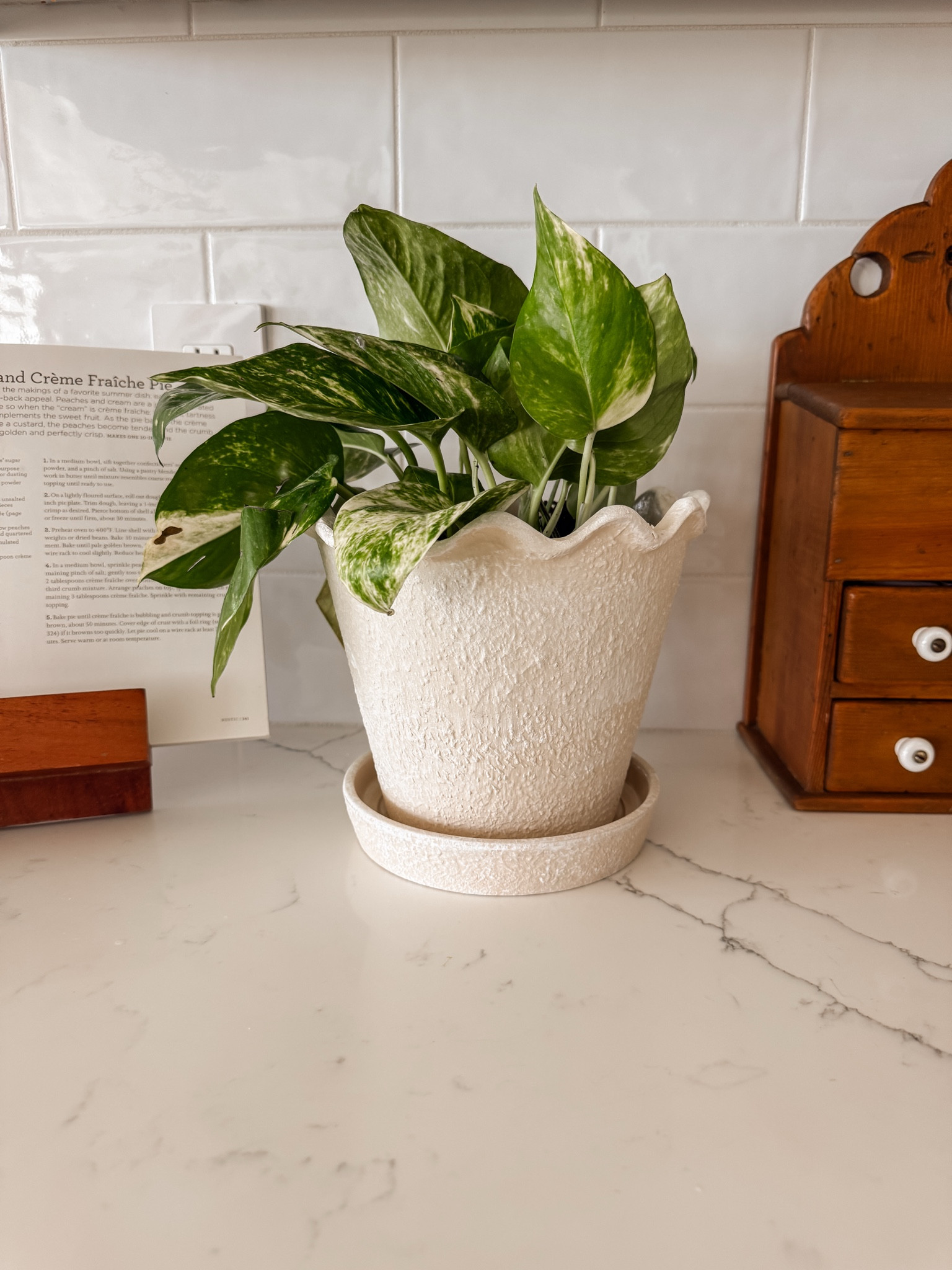 Loving this scalloped pot from
Walmart 🪴