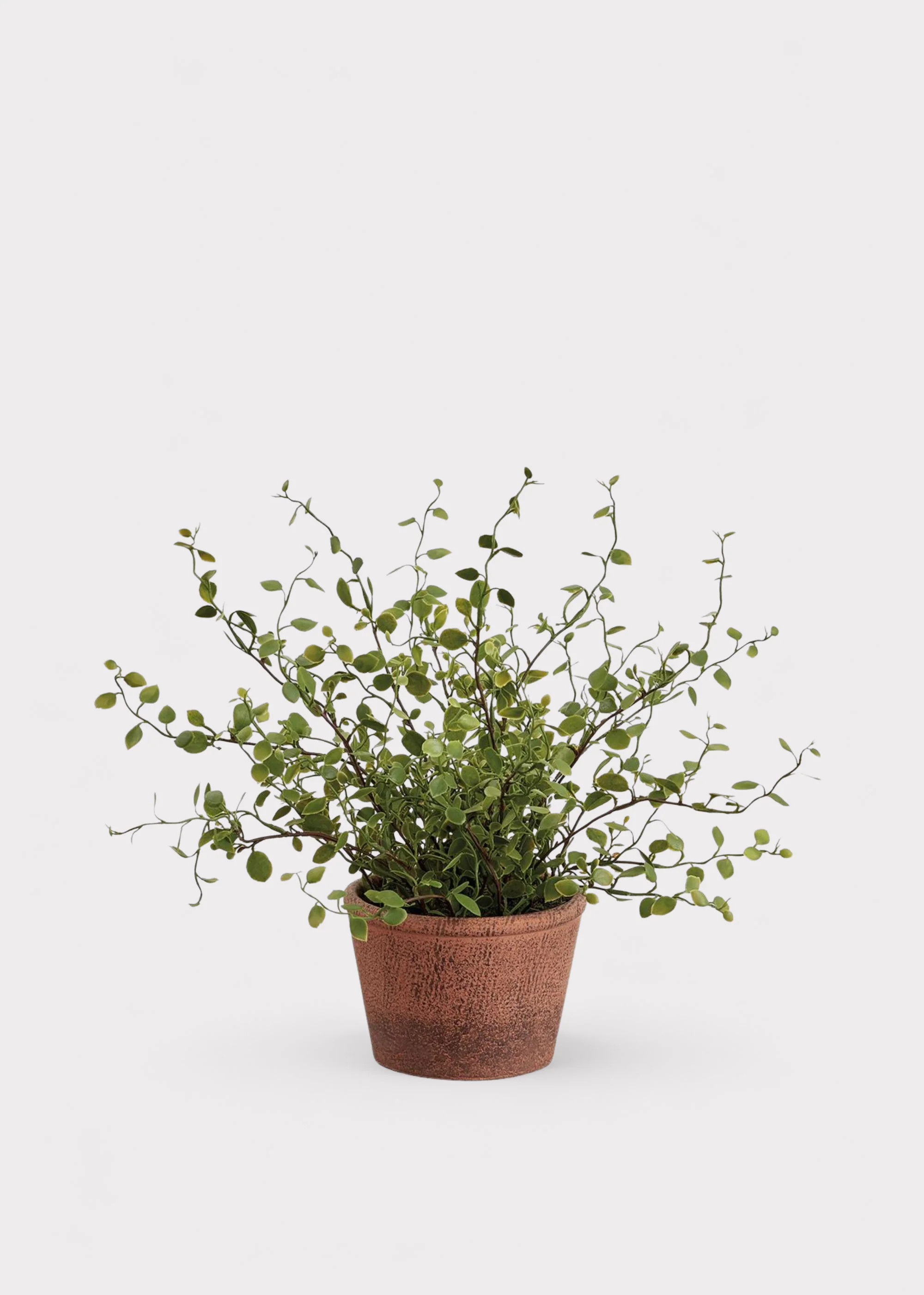 Small Artificial Plant Maidenhair Creeping Vine in Pot - 10.5" | Afloral