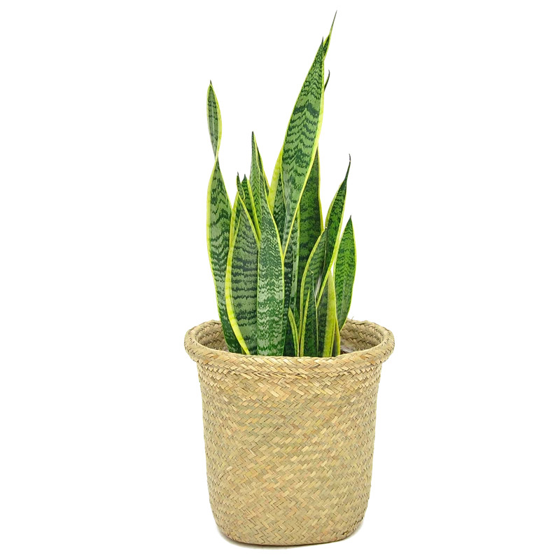 Snake Plant in Basket | Wayfair North America