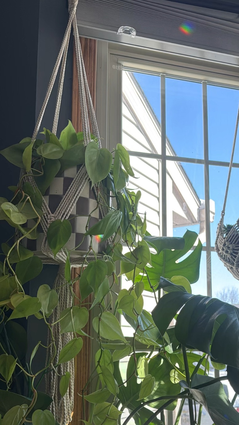 Checkered Pot

#LTKU #LTKOver40 #LTKHome