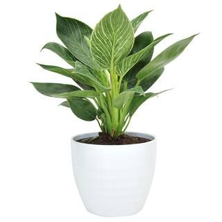 Costa Farms Trending Tropicals Philodendron Birkin Plant in 6 in. White Ceramic Pot-CO.3.PHBIR.TT... | The Home Depot