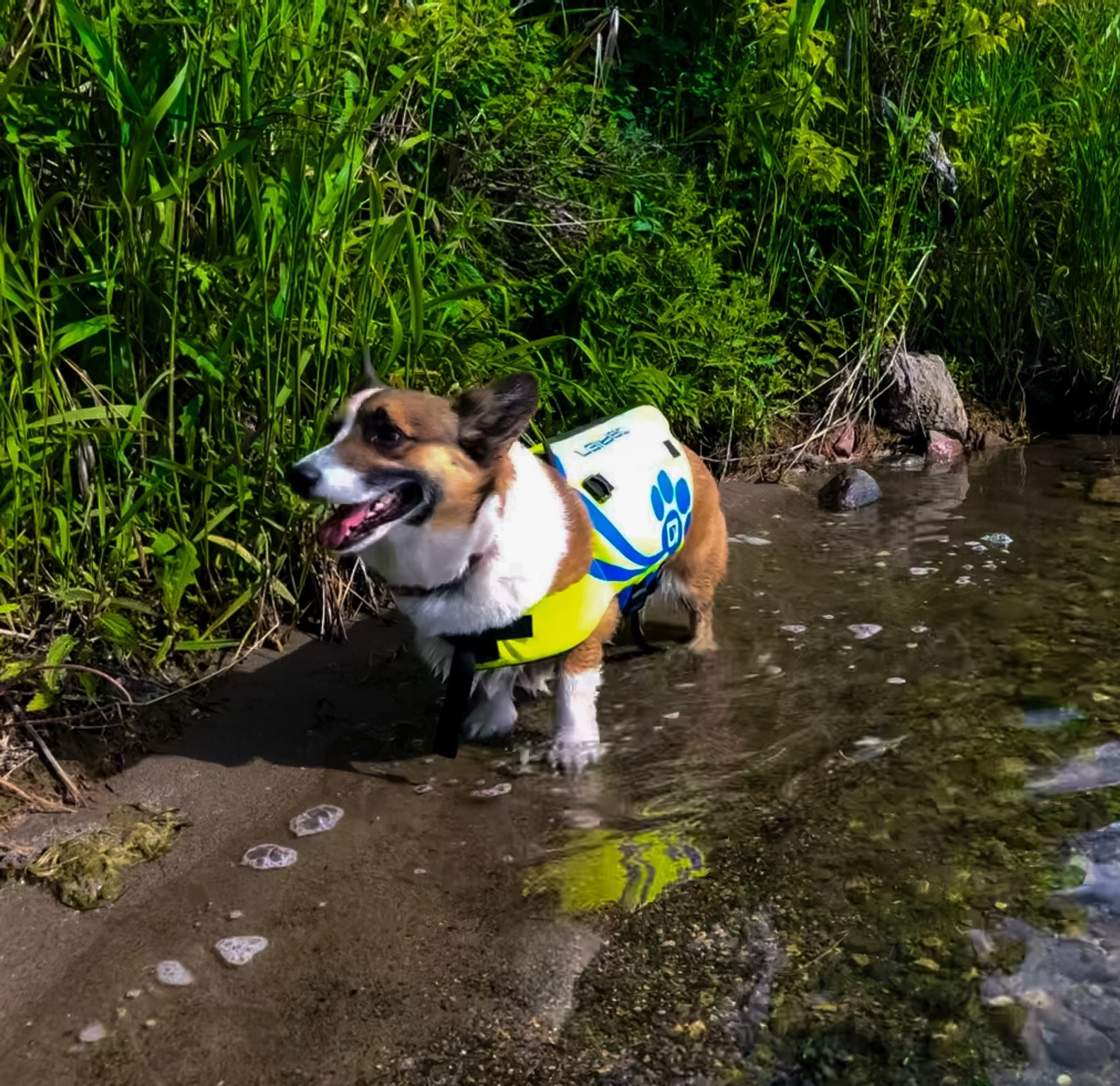 Beach safety with our pups!

#LTKsummer #LTKcanada #LTKtravel