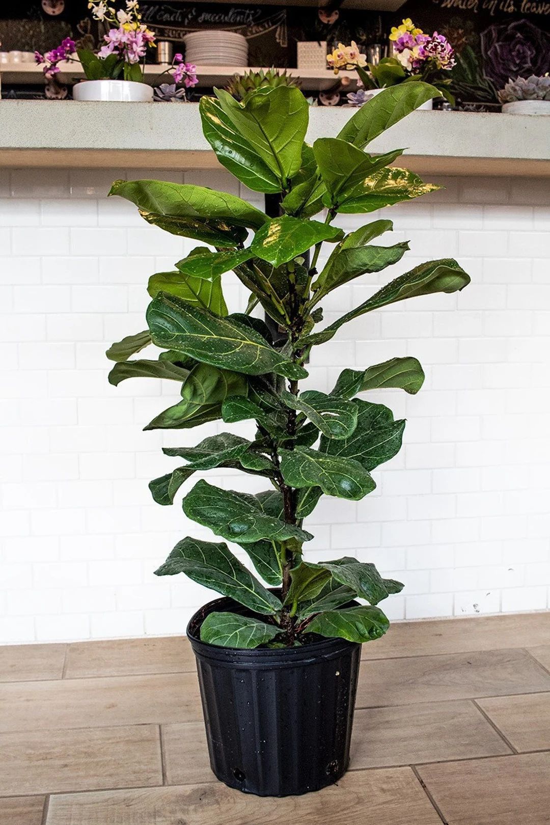 Large Fiddle Leaf Fig | Ficus Lyrata | The Perfect Trendy Plant | Etsy (US)