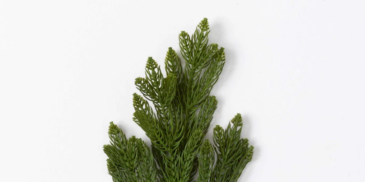 12" Fir and Pinecone Pick | Linen & Clove