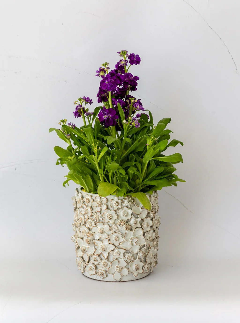 Carlotta Pot | House of Jade Home