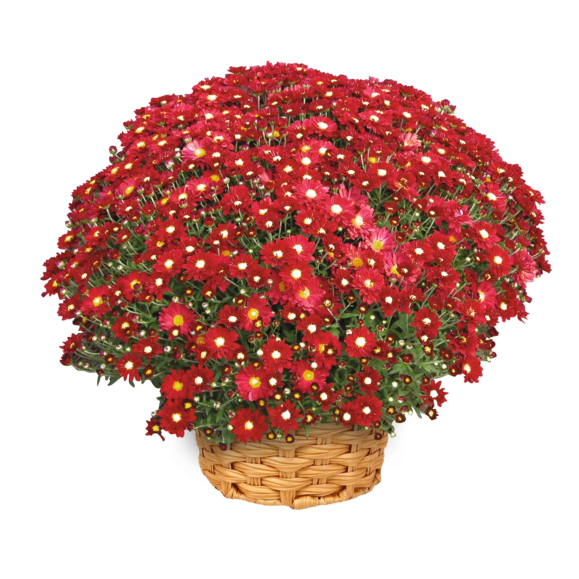 Better Homes & Gardens Red Cranberry Mums Live Plant Garden in 12 in Fall Basket Planter - Walmart.com | Walmart (US)