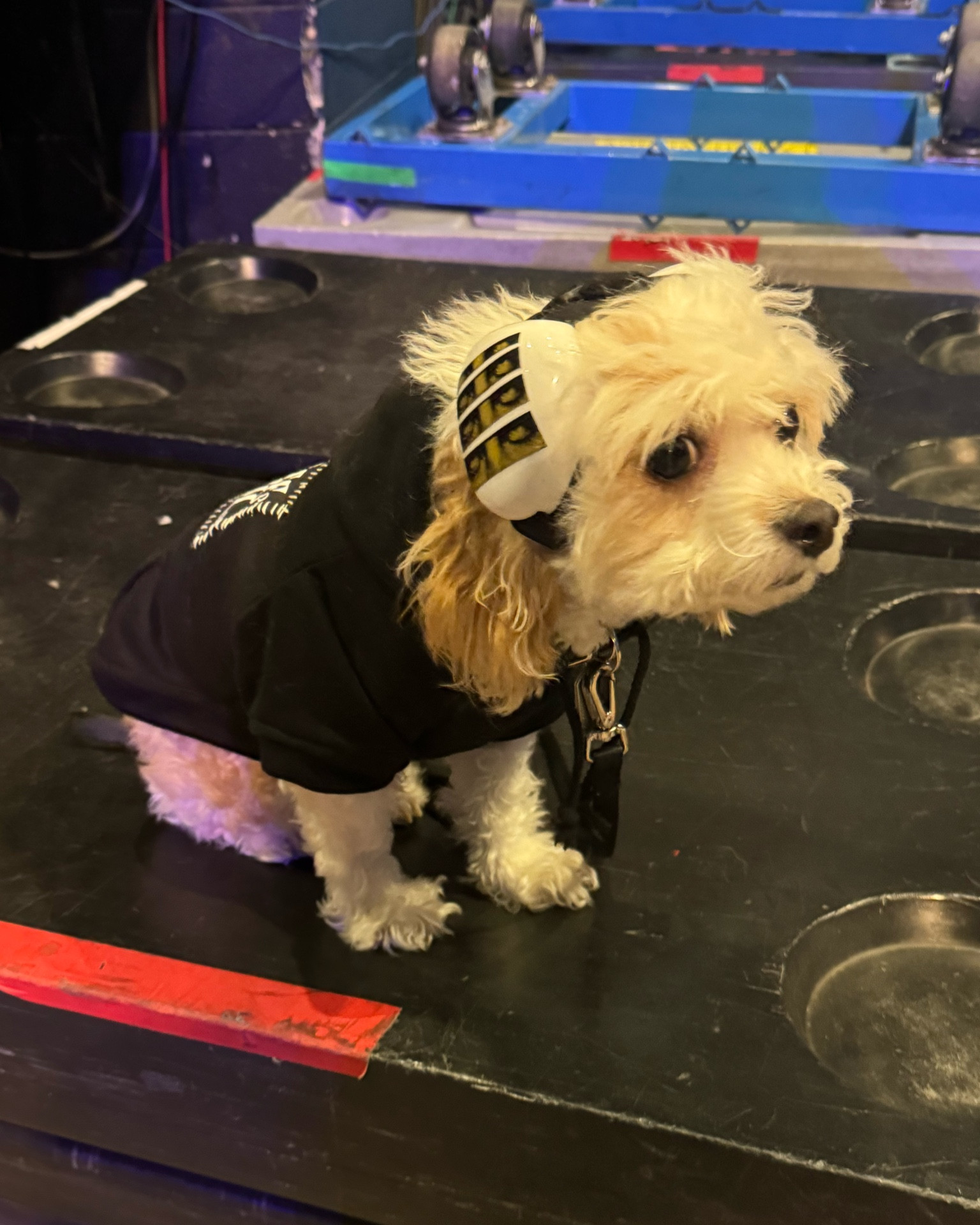 I always get a ton of questions about Doug’s ear protection - these are specifically made for dogs and come in various sizes. 