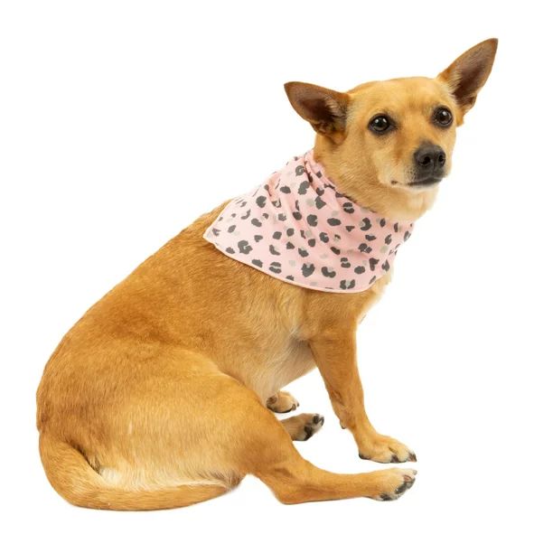 Vibrant Life Pink I Heart Naps Bandana Set, Neckwear for Dogs or Cats of All Life Stages, Size Xs... | Walmart (US)