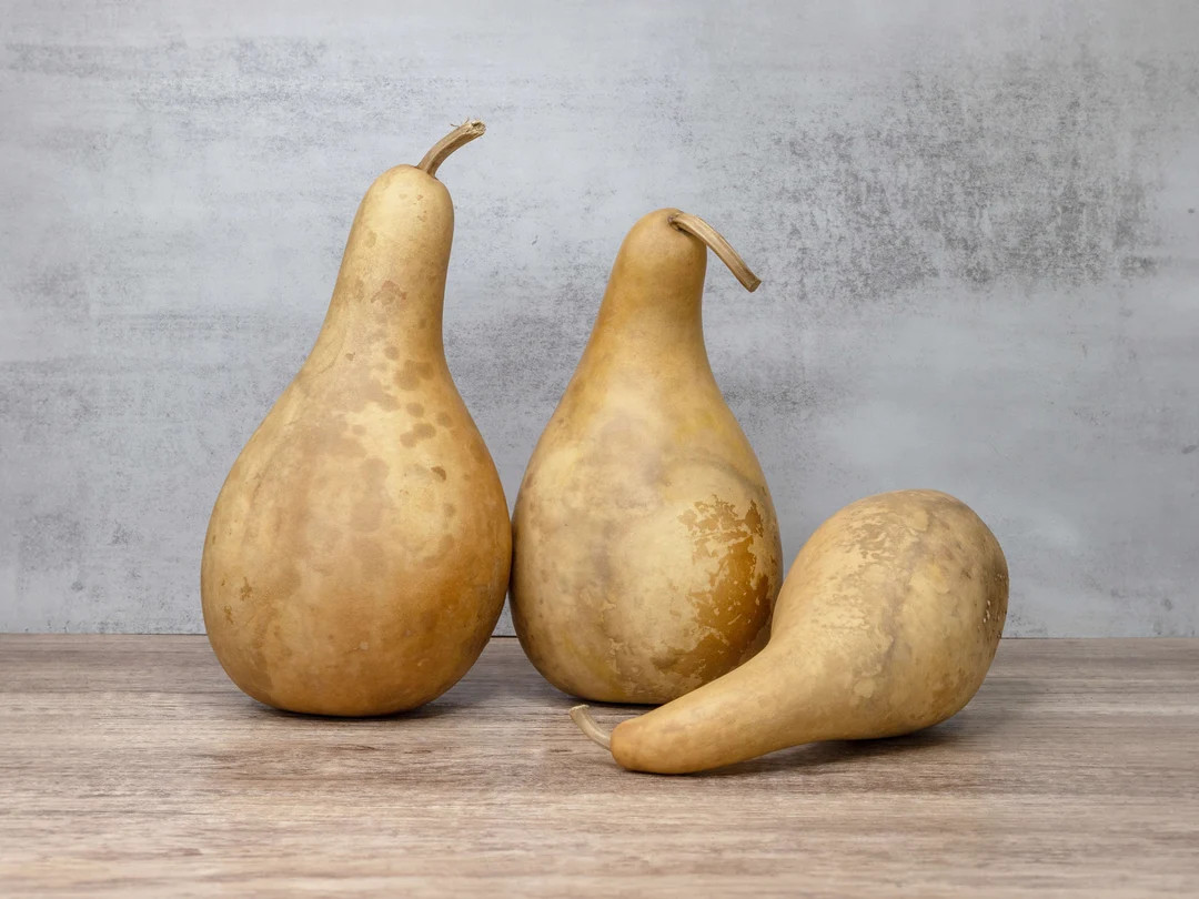 3 Penguin Gourds - 8"-10", Dried Gourds for Crafting and Decorating - Etsy | Etsy (US)