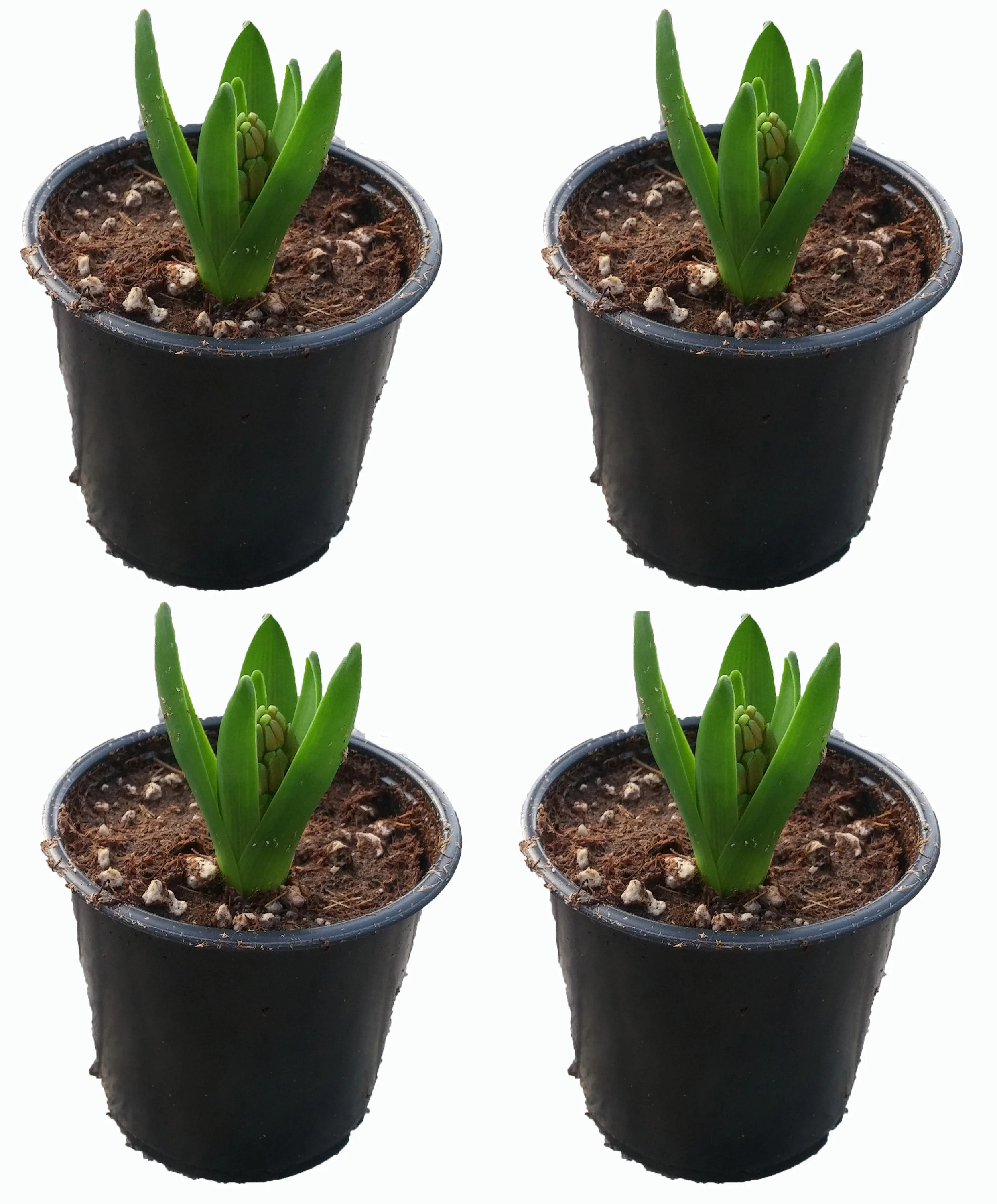 Lowe's Pink Hyacinth in 1 Pint Pot 4 -Pack one_size | 1740 | Lowe's