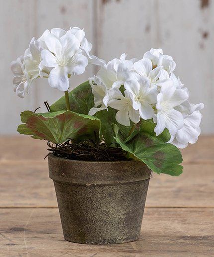 Ragon House White Potted Geranium Arrangement | Zulily