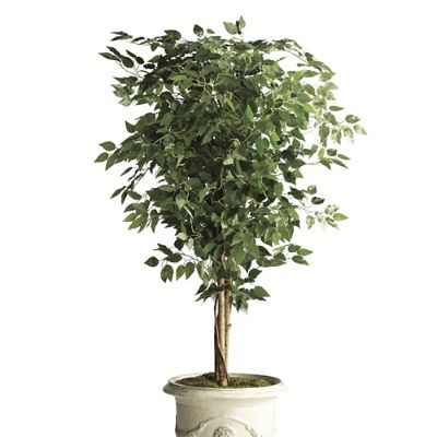 Ficus Benjamina Plant | Frontgate | Frontgate