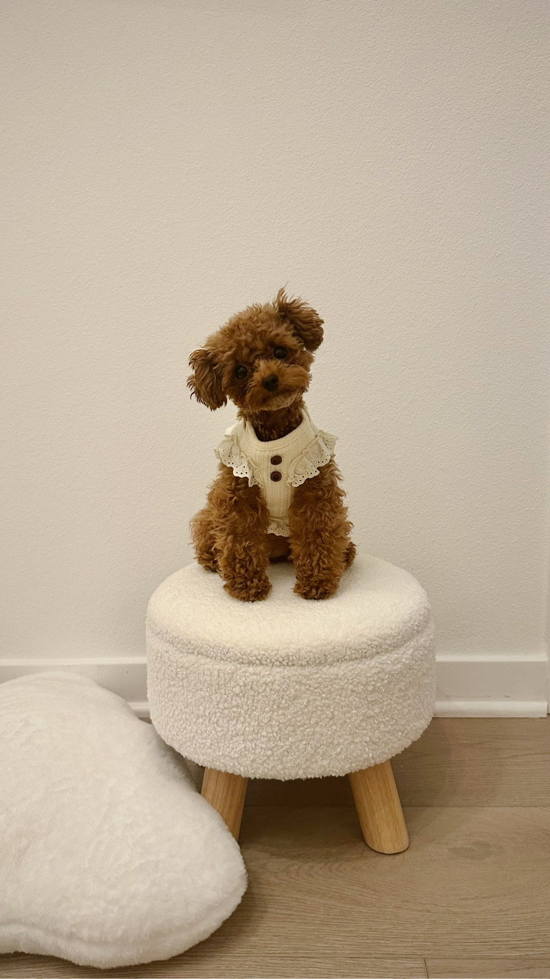 Sunday’s closet chair just arrived. Her dream closet is officially in the making ☁️ #pets #dog

#LTKHome #LTKootd #LTKdayinmylife