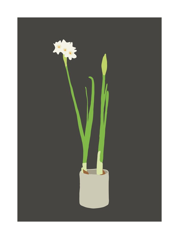 Paperwhites | Minted