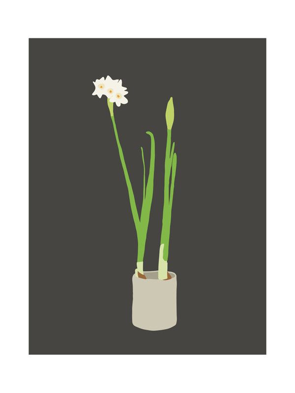 Paperwhites | Minted